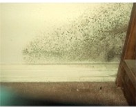 mold.jpg (8796 bytes)